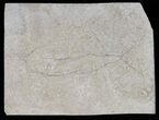 Unprepared Diplomystus Fossil Fish - About Long #28139-1